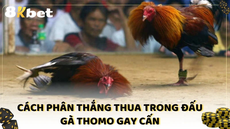 Cách phân thắng thua trong đấu gà Thomo gay cấn